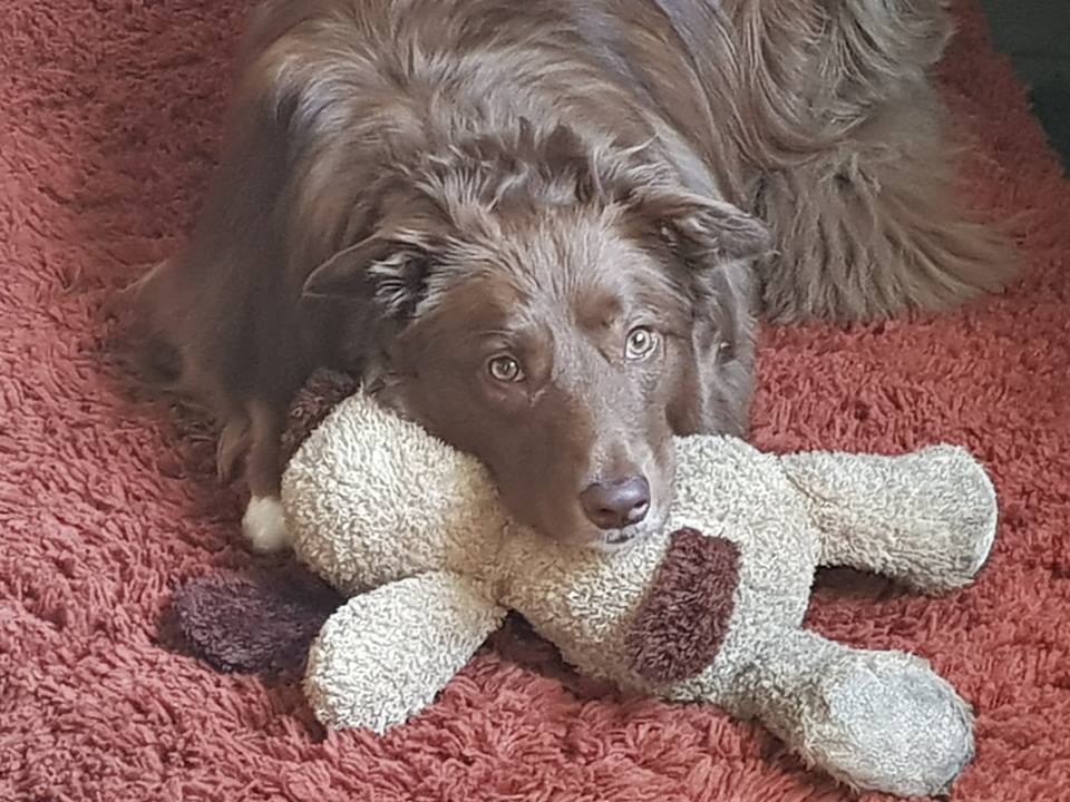 Dogs should be free to roam!